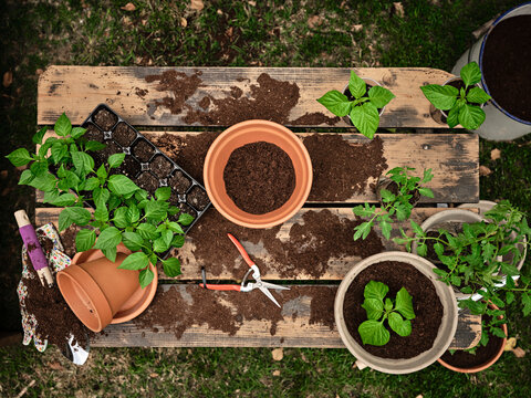 Flower pot with soil amidst seedling tray and plants on table in garden