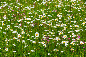 White wildflowers blooming at meadow