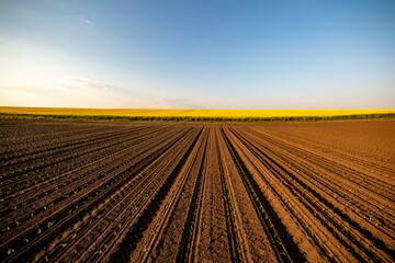 Rows of corn seedlings growing in brown plowed field at sunset