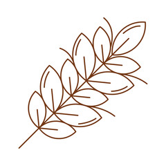 wheat spike leafs