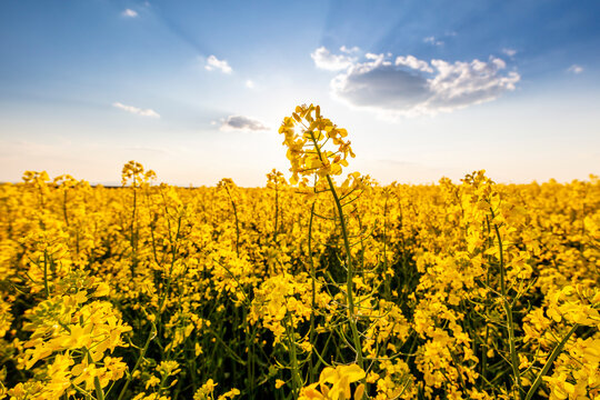 Vast oilseed rape field at summer sunset