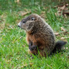Baby groundhog eating