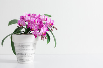 Pink orchid in pot on white table.