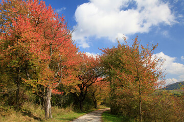 Bunte Blaetter verschoenern den Herbst. 
Colorful leaves brighten up the autumn. 