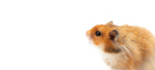 Cute Syrian hamster standing on its hind legs and looking sideward with attention (isolated on white), with copy space on the right