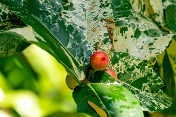 Ficus sp pertenece a la familia Moraceae