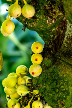 Ficus sp pertenece a la familia Moraceae