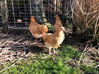A group of young chickens