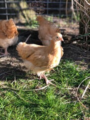 Yellow chicken looking towards camera