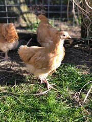 Yellow chicken looking right