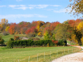 Bunte Blaetter verschoenern den Herbst. 
Colorful leaves brighten up the autumn. 