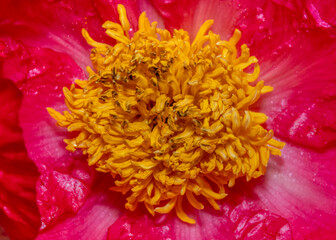 Close up shot of inside flower details
