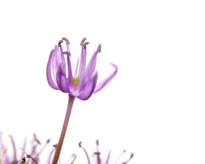 Close up shot of Allium flower on white background