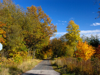 Bunte Blaetter verschoenern den Herbst. 
Colorful leaves brighten up the autumn. 