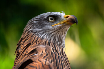 Stunning bird portrait in wild nature