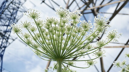White hogweed and electric towers
