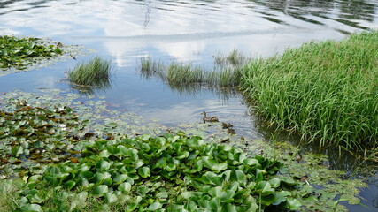 Fototapeta na wymiar Pond with water lilies and ducks