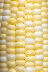 Macro corn on the cob