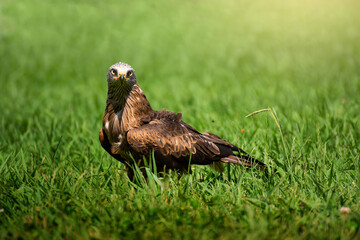 Stunning bird portrait in wild nature