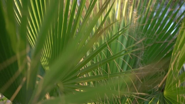 Green palm tree leaves with large threads and brown elements waved by wind under bright summer sunlight slow motion closeup