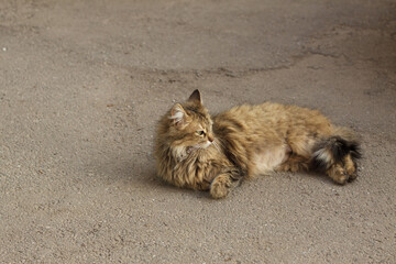 Fluffy street cat lying on the old pavement, cat resting