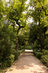 path in the forest