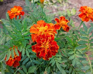 Orange flowers in the city park