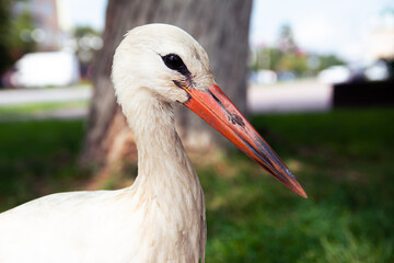 Close-up portrait of a stork. White stork with a red beak