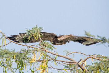 Long leg buzzard in full span