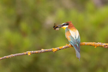 Abejaruco europeo
