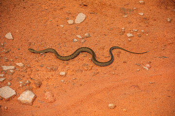Cobra - Sucuri - Brasil