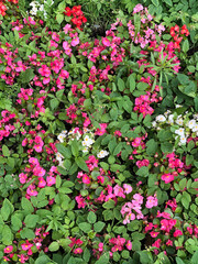 beautiful natural backround. bush pink flowers. summer concept