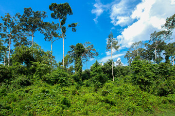 Obraz premium British Columbia, Canada, Chiang Mai Province, Thailand, Tree