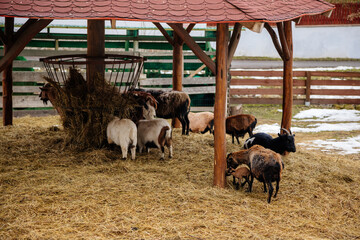 Flock in sheepfold, farm livestock pen of countryside in winter day, Brown woolly sheep and goats...