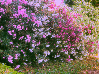 Obraz premium beautiful floral backround. bush pink flowers. summer concept