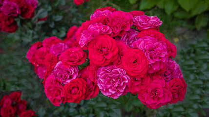 Bush of beautiful red roses