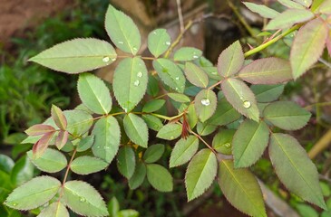 Small sphere or bubble like round morning dew and rain water drops or droplets on fresh natural wet smooth rose plant leaves with sharp edges. Background texture surface. closeup macro detail view.