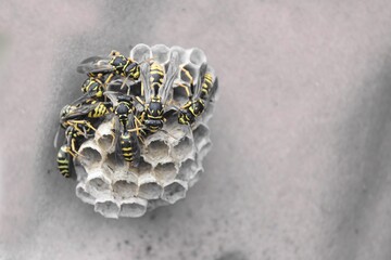 junge Wespen im Wespennest