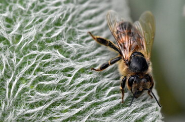 Biene auf einem flauschigen Wollziest-Blatt