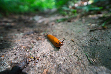 Bright orange red slug, also called Arion rufus or Rote Wegschnecke