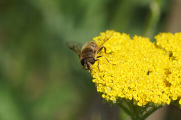 Common drone fly Eristalis tenax, family Syrphidae on yellow flowers of thousand-leaf, yarrow (Achillea filipendulina 'Cloth of gold'), family Asteraceae, compositae. Netherlands July
