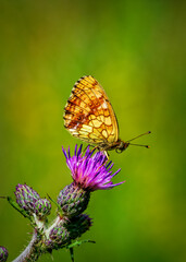 butterfly on flower