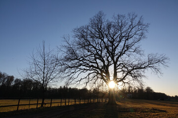 Fototapeta premium Eiche im Gegenlicht