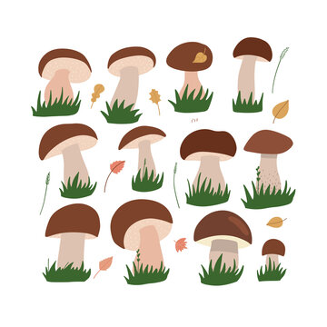 White cep mushroom set. Cartoon brown cap boletus with green grass isolated on white background. Easy to edit. Flat vector hand drawn illustration.