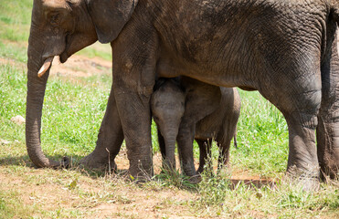 Fototapeta premium Baby elephant protected from the sun and more dangers under its mother elephant