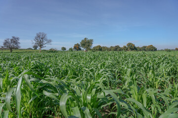 Young corn plants in fiels and sun light