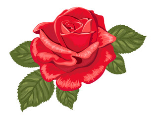 Red rose on a white background. Color vector illustration.