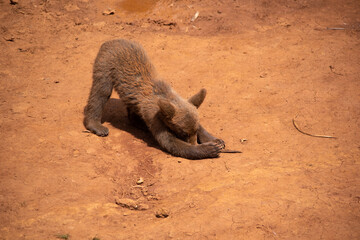 brown bear cub playing and walkin © juan Mª Alises