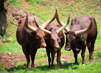 Herd of Ankole-Watusi lying in the grass after eating fresh boil