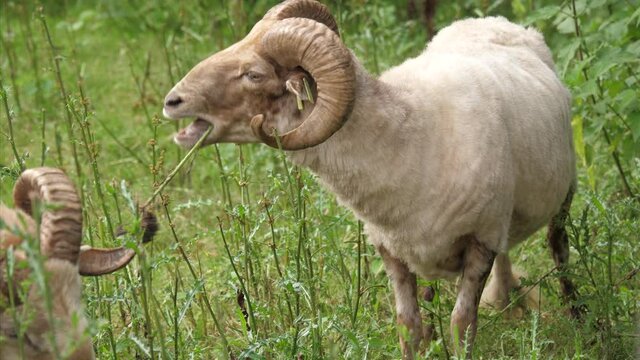 Grazing male (ram) big horn sheep in the Netherlands
